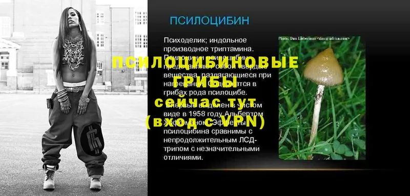 Псилоцибиновые грибы мицелий  Апатиты 